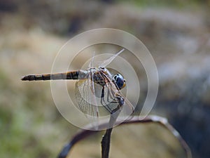 A close-up view of an Anisoptera, a close-up of a dragonfly insect